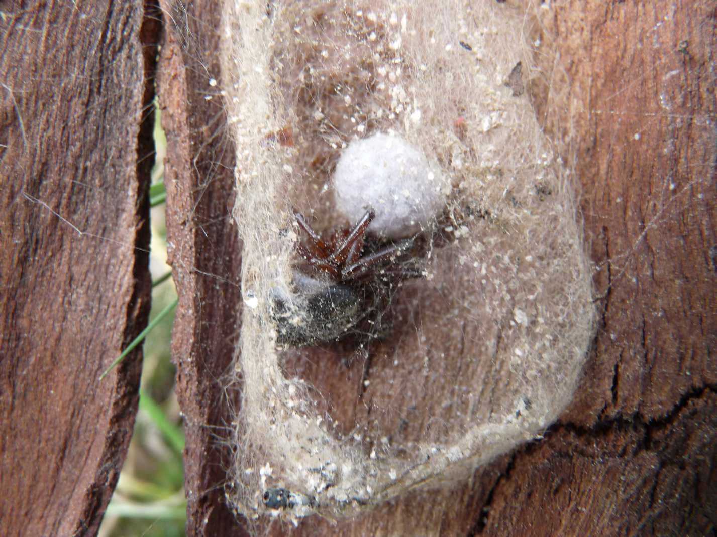 Steatoda nobilis